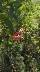 Dolichandra cynanchoides