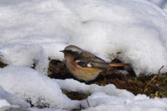 Phoenicurus erythronotus