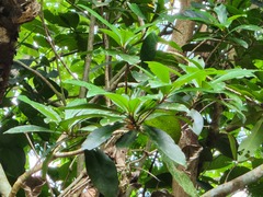 Ardisia sieboldii