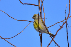 Chloris chloris turkestanica