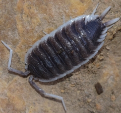 Porcellio hoffmannseggii