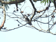 Chrysococcyx minutillus