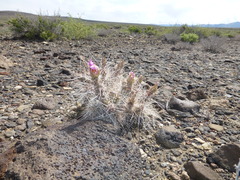 Micropuntia pulchella