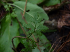 Crataegus marshallii