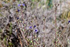Globularia alypum