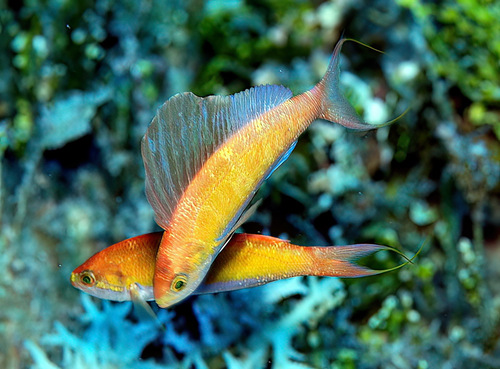 Sailfin anthias (Rabaulichthys altipinnis) — Serranidae — 4