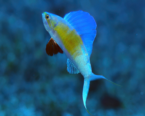 Sailfin anthias (Rabaulichthys altipinnis) — Serranidae — 5