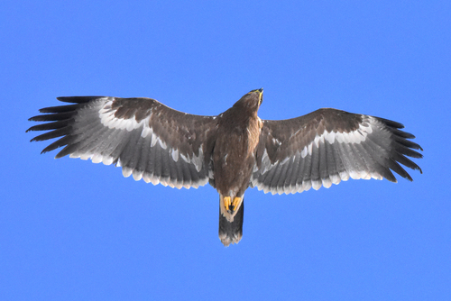 Steppe Eagle