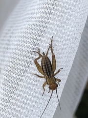 Allonemobius tinnulus