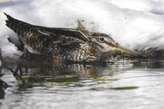 Gallinago solitaria