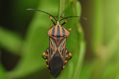 Thasopsis formidabilis