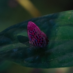 Paralaxita damajanti