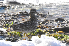 Gallinago solitaria