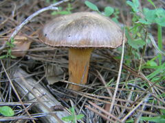 Chroogomphus mediterraneus