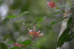Palicourea marcgravii
