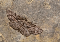 Peribatodes correptaria