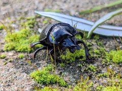 Ceratophyus hoffmannseggi