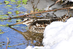 Gallinago solitaria