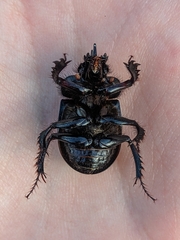 Ceratophyus hoffmannseggi