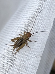 Allonemobius tinnulus