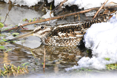 Gallinago solitaria