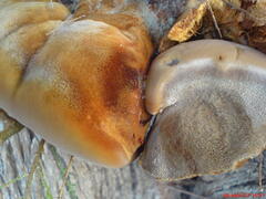 Inocutis tamaricis