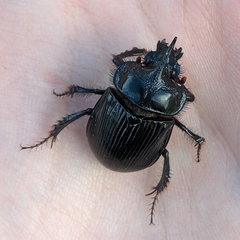 Ceratophyus hoffmannseggi