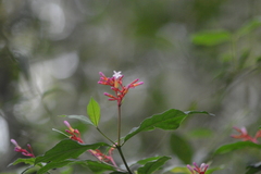 Palicourea marcgravii