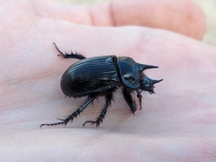 Ceratophyus hoffmannseggi