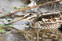 Gallinago solitaria