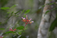 Palicourea marcgravii