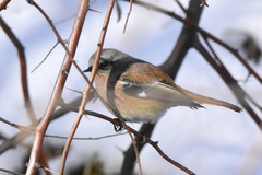 Phoenicurus erythronotus