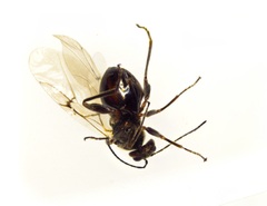 Disholcaspis quercusglobulus