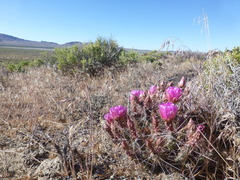 Micropuntia pulchella
