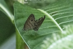 Hermeuptychia hermes