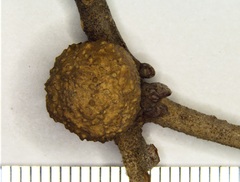 Disholcaspis quercusglobulus