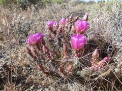 Micropuntia pulchella