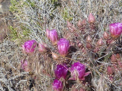Micropuntia pulchella