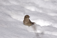 Phoenicurus erythronotus