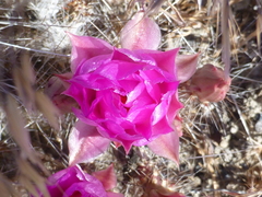 Micropuntia pulchella