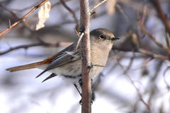 Phoenicurus erythronotus