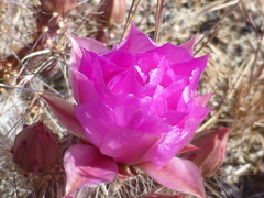 Micropuntia pulchella