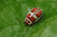 Asphaera discicollis