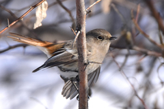 Phoenicurus erythronotus