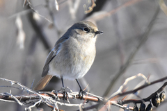 Phoenicurus erythronotus