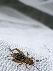 Allonemobius tinnulus