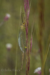 Brachynemurus