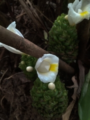 Costus dubius
