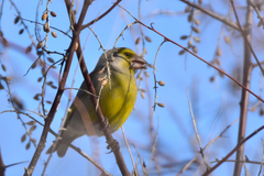 Chloris chloris turkestanica