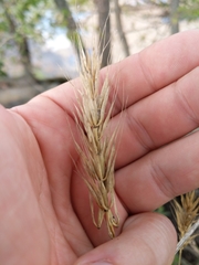 Elymus virginicus virginicus